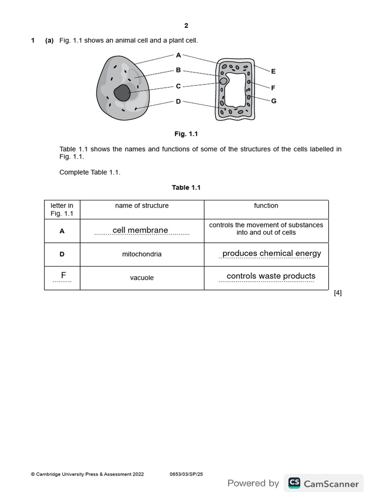 Cell Structures and Functions Overview | PDF | Photosynthesis | Blood