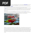 Download Anthurium by Vinay Gowda SN75725217 doc pdf