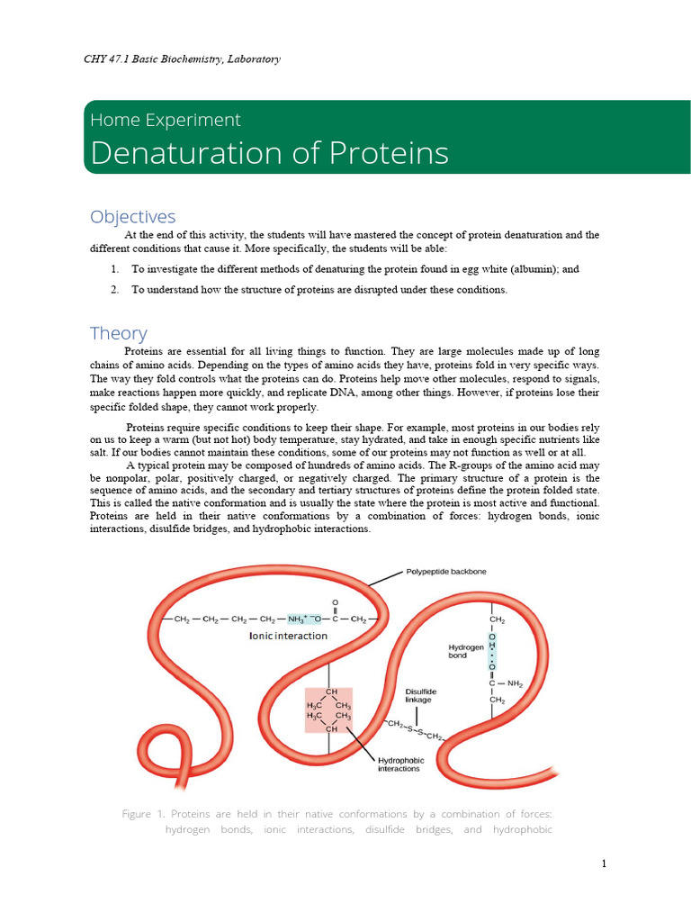 Protein Denaturation Experiment Guide | PDF | Denaturation ...