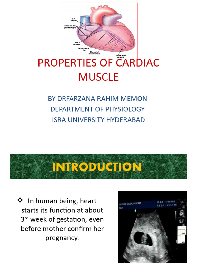 Properties of Cardiac Muscle Functions | PDF | Cardiac Muscle | Action ...
