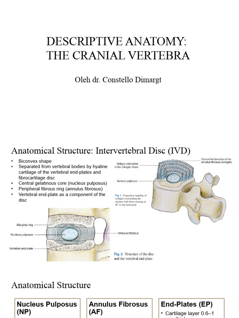 Descriptive Anatomy - The Intervertebral Disc Biology Diagrams