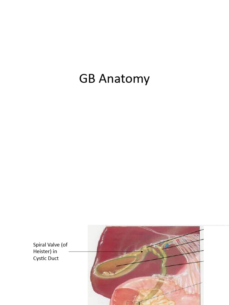 gb-anatomy-pdf