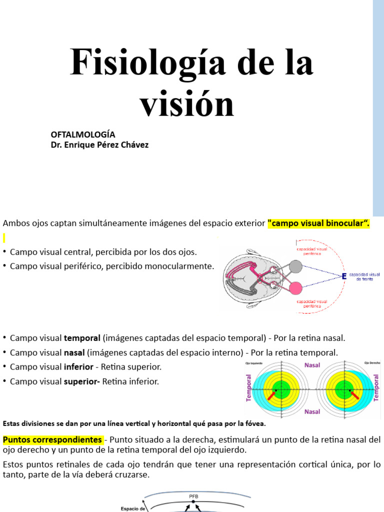 Fisiología De La Visión Pdf Percepción Visual Lóbulo Occipital