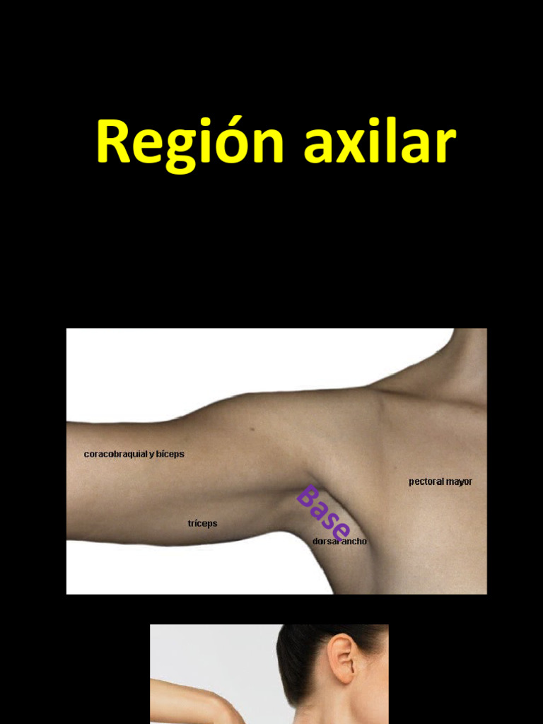 2do PPT Axila Brazo 11052020 | PDF