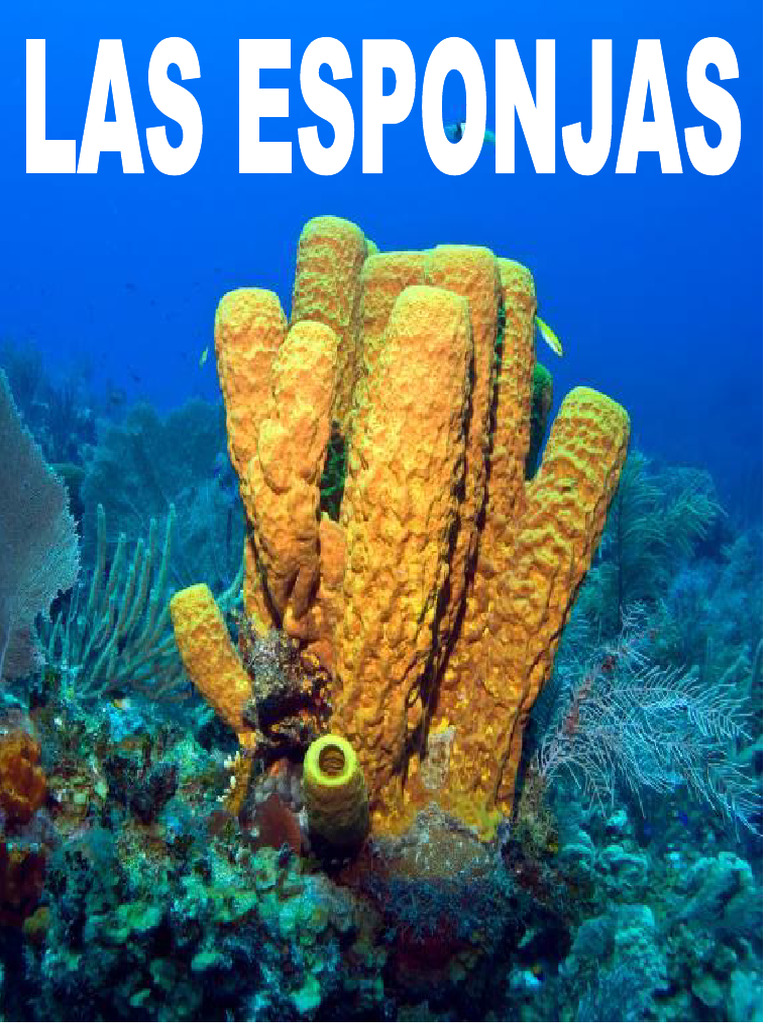 ESPONJAS | PDF