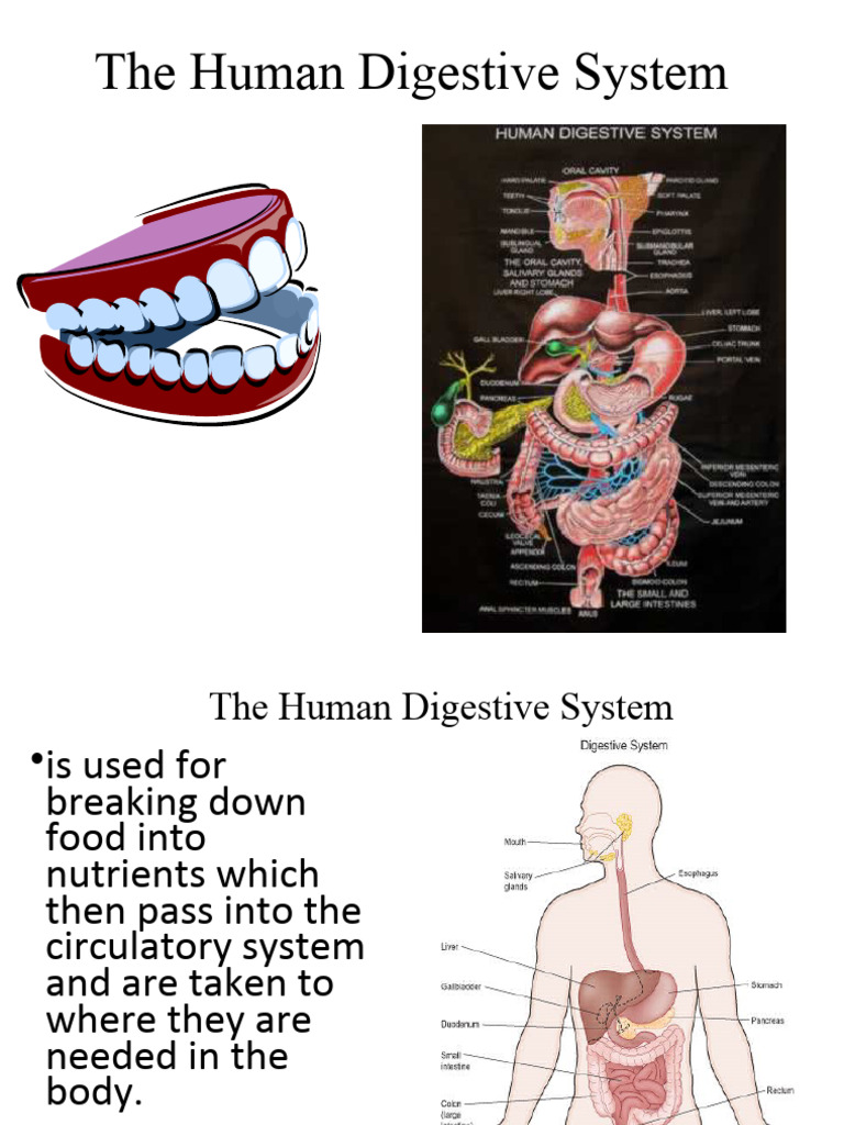 Overview of the Human Digestive System | PDF | Human Digestive System ...