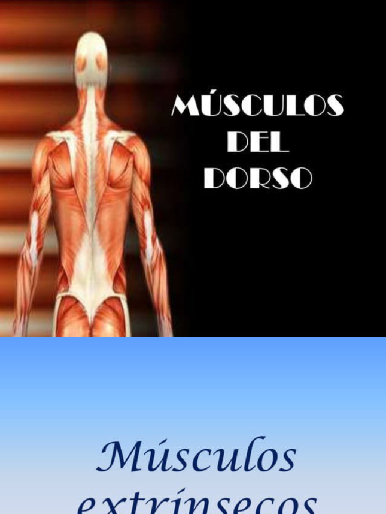 Músculos Dorsales | PDF