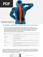 Anatomía de la Espalda y Columna | PDF | Vértebra | Articulación