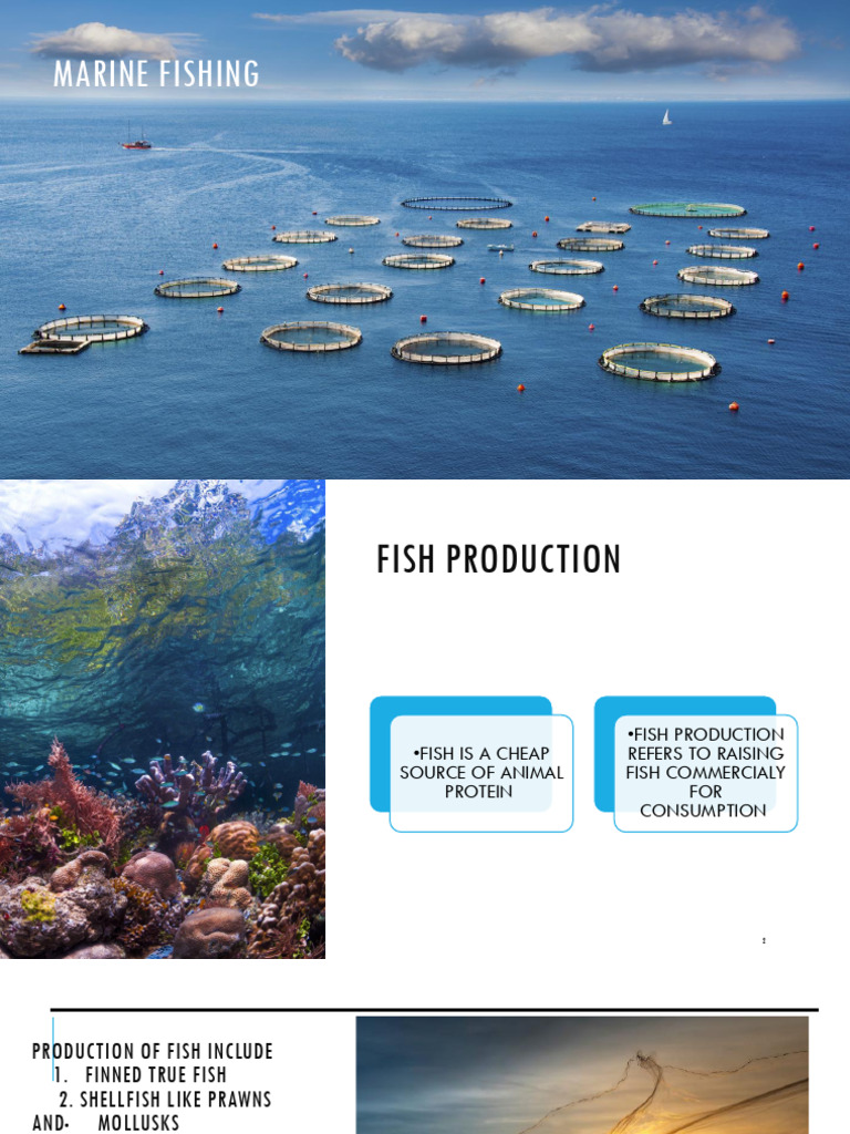 Bio Presentation | PDF | Fishery | Fish