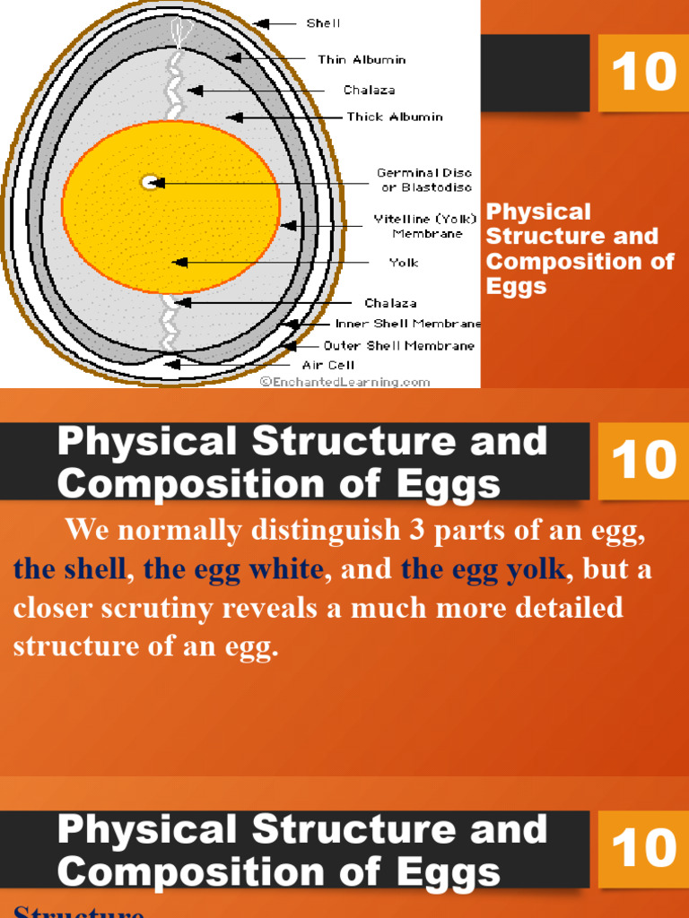 Egg Structure and Composition Explained | PDF | Egg | Yolk