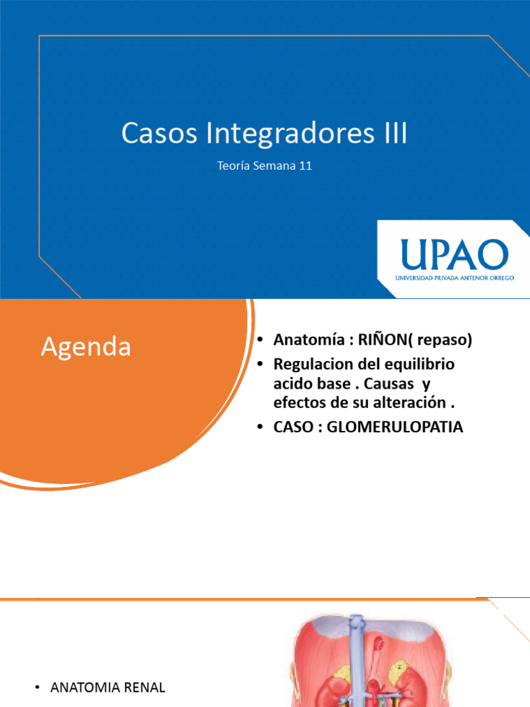 Clase Teorica Semana 11 Casos 3 Completo | PDF | Riñón | Biología