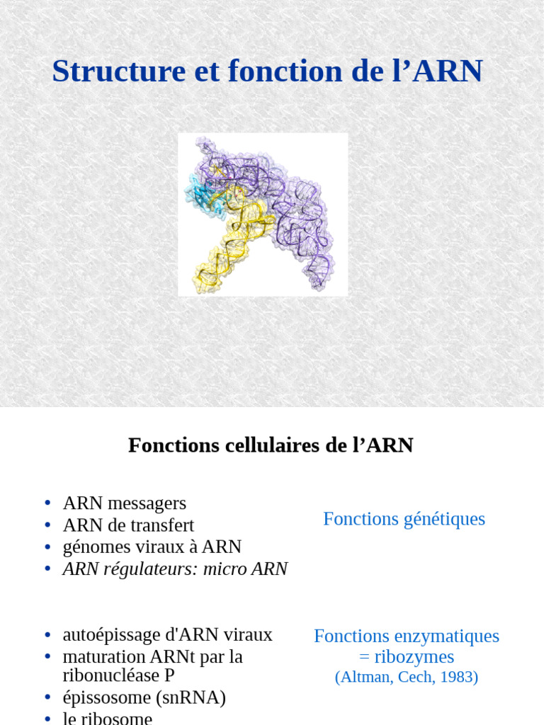 Structure et fonction de l'ARN | PDF | Répertoire national des ...