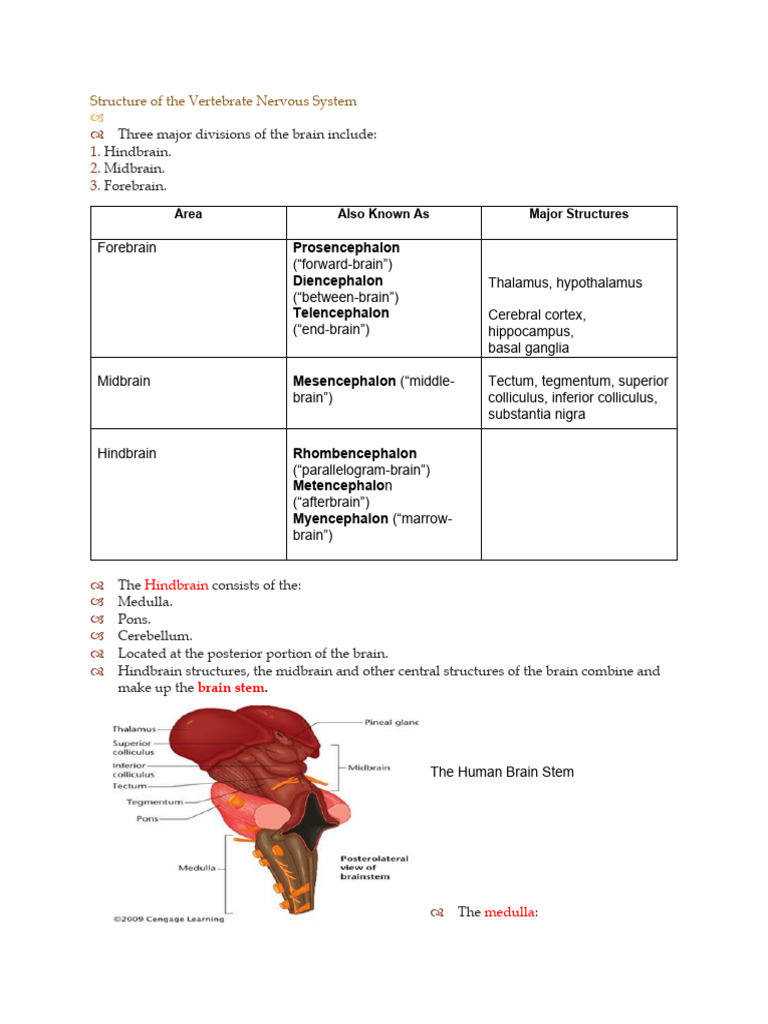 Structure of The Vertebrate Nervous System | PDF | Cerebral Cortex | Brain