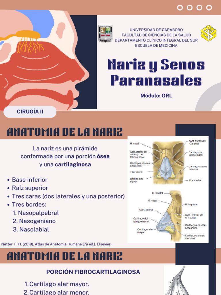 Anatomía y Función de la Nariz | PDF | Nariz humana | Alergia