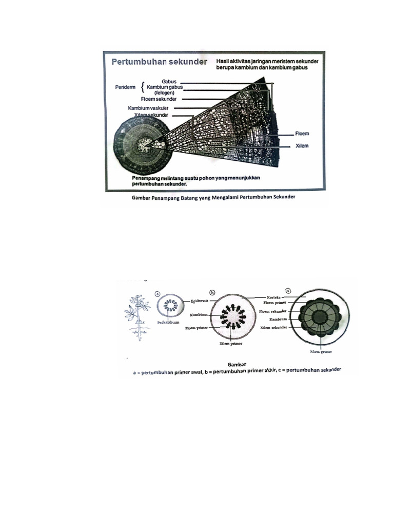 Gambar Pertumbuhan Sekunder | PDF