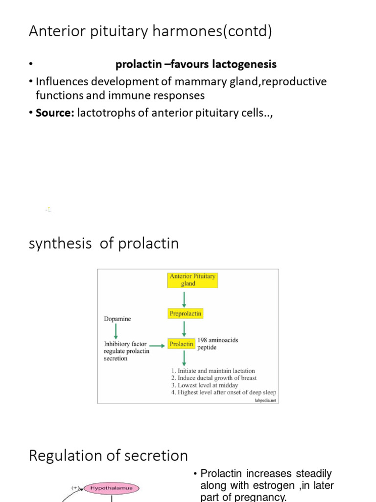 Prolactin and Anterior Pituitary Hormones | PDF | Adrenocorticotropic ...