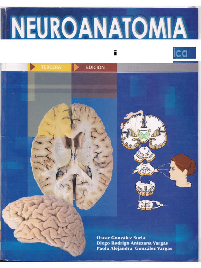 Neuro Anatomia | PDF | Sinapsis | Neurona