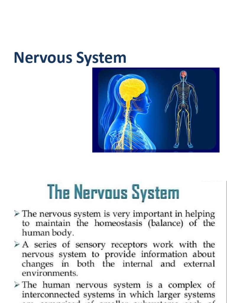 1 - Nervous System | PDF