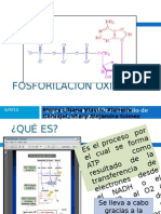 FOSFORILACIÓN OXIDATIVA expo