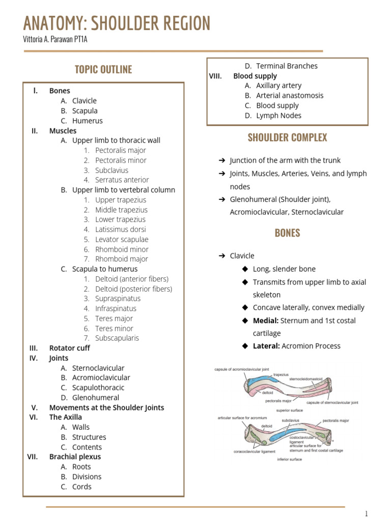 Ana Shoulder Region | PDF | Shoulder | Arm