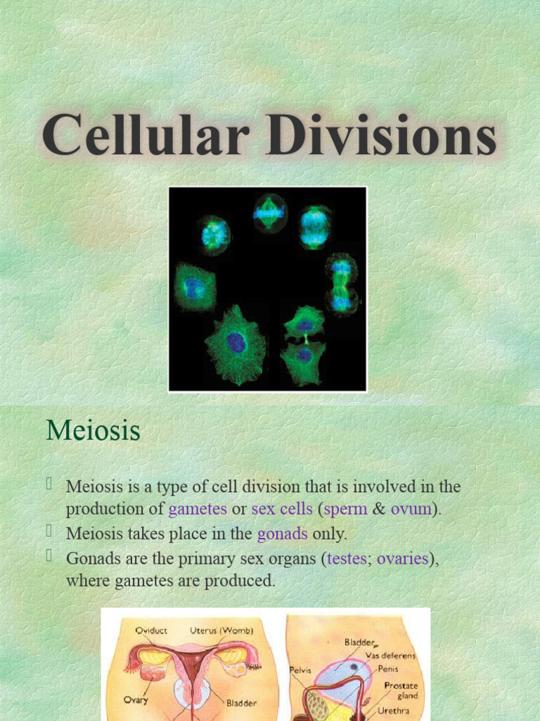 Understanding Meiosis: Cell Division Explained | PDF | Meiosis | Mitosis