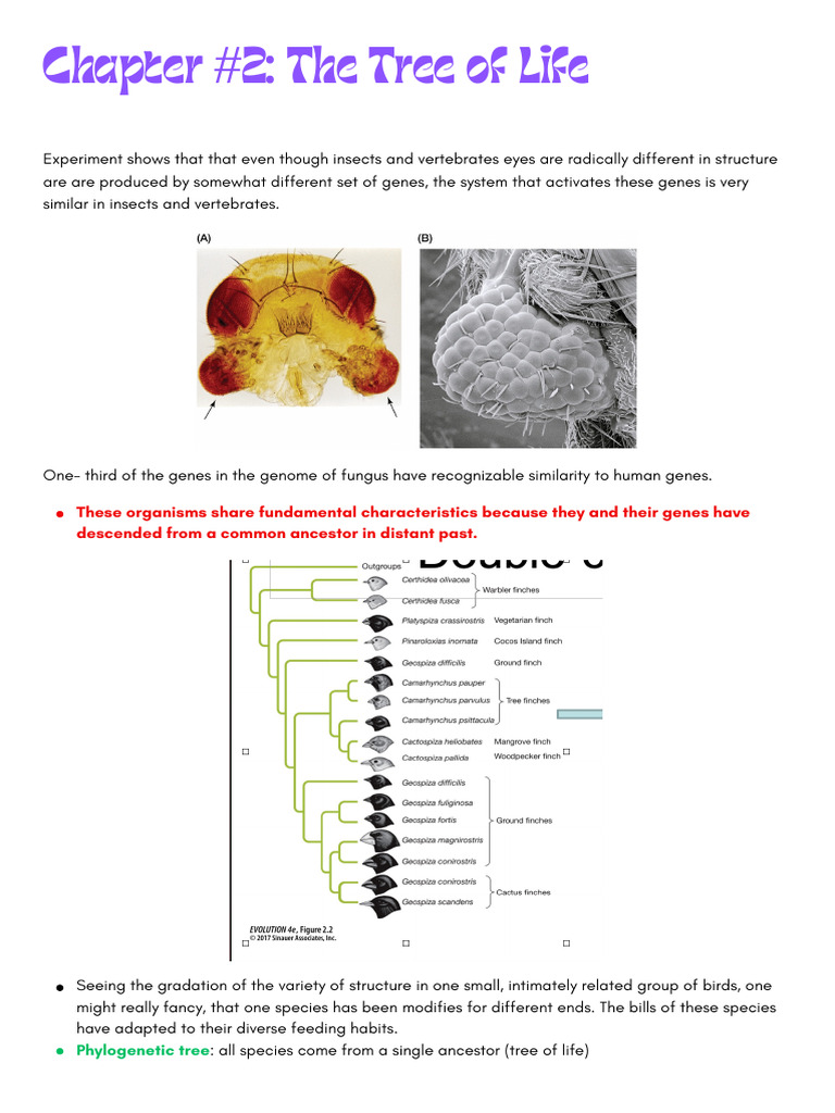 Understanding Phylogeny and Evolution | PDF | Homology (Biology ...