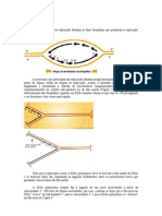 Replicação Bidirecional