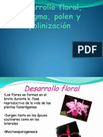 Desarrollo Floral