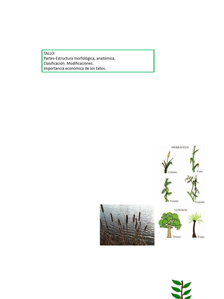 Estructura y Funciones del Tallo en Plantas | PDF | Tallo de la planta ...