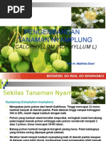 Download Presentasi Nyamplung by Indoplaces SN7583251 doc pdf