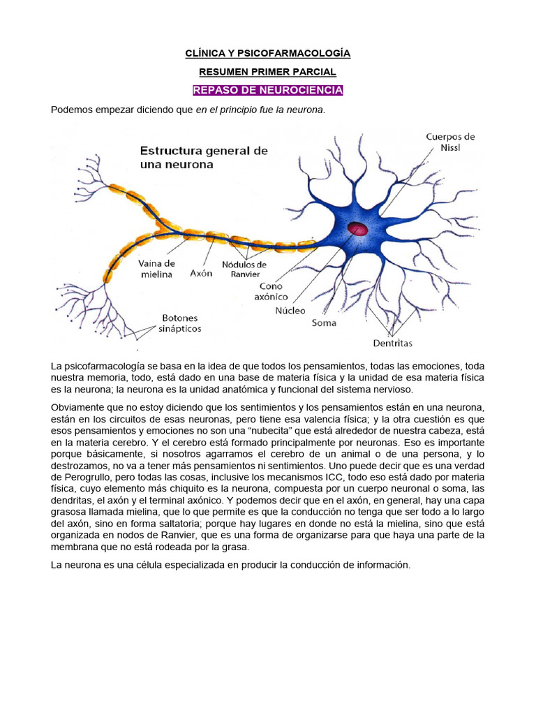 1 Resumen | PDF | Sinapsis | Neurona