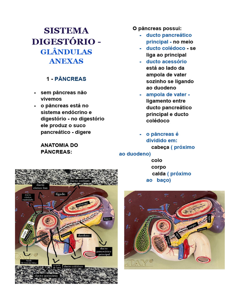 Glândulas Anexas do Sistema Digestório | PDF | Pâncreas | Fígado