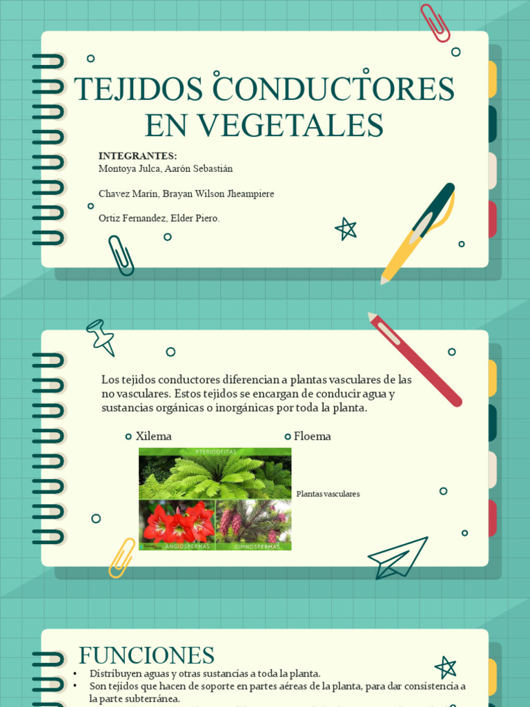 Tejidos conductores en vegetales (1) | PDF | Tallo de la planta | Raíz