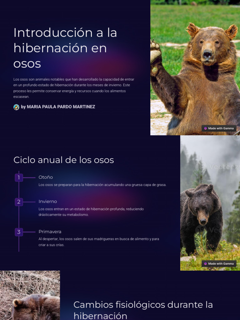 Hibernación y supervivencia de los osos | PDF | Osos | Metabolismo