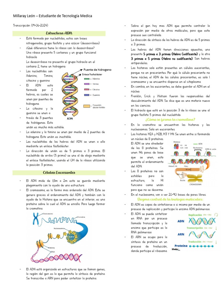 Estructura y Función del ADN | PDF | Replicación De Adn | Adn