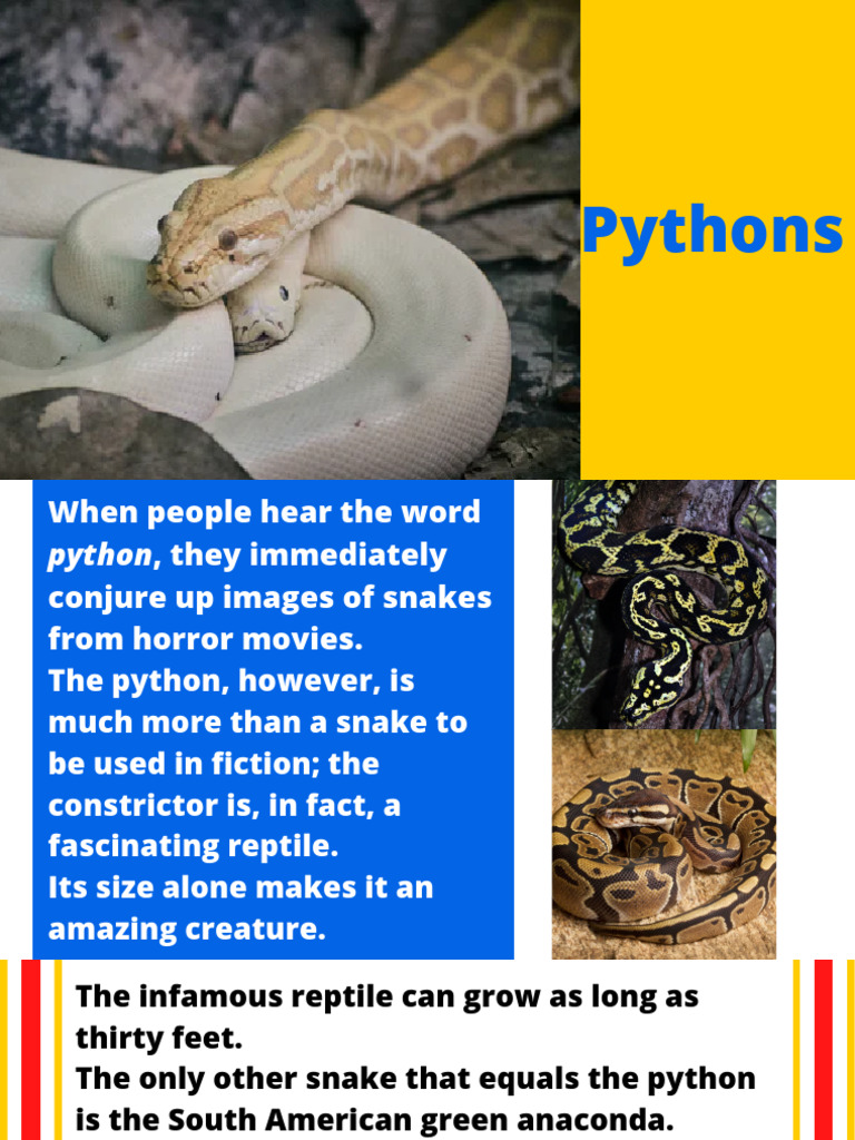 Pythons | PDF | Snake | Reptile