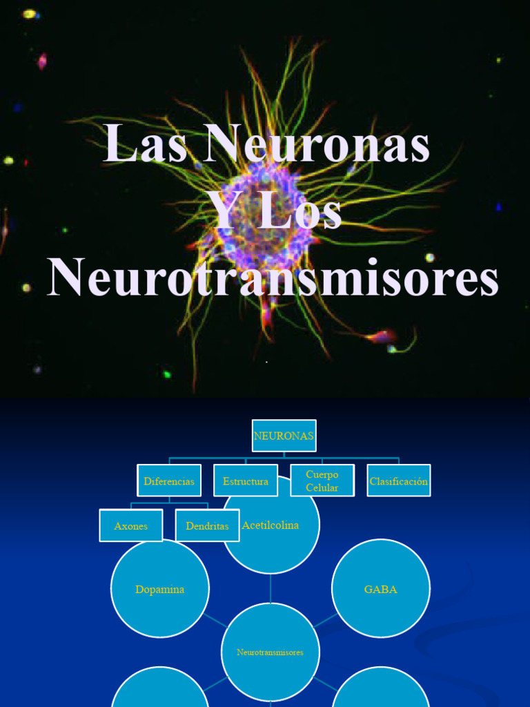 Neuronas y neurotransmisores: funciones clave | PDF | Sinapsis | Neurona