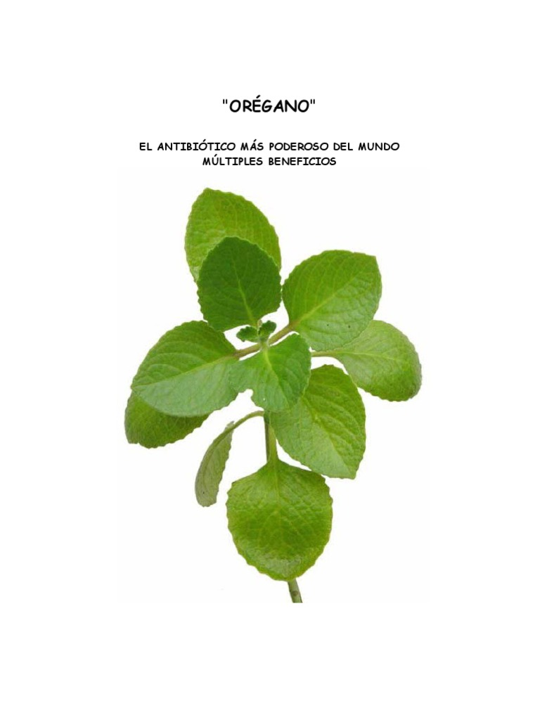 Oregano