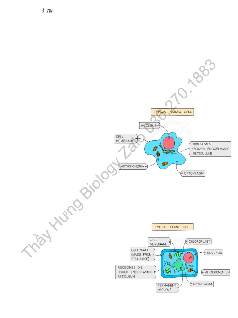B2 cells water mark 1 pdf cell biology cytoplasm