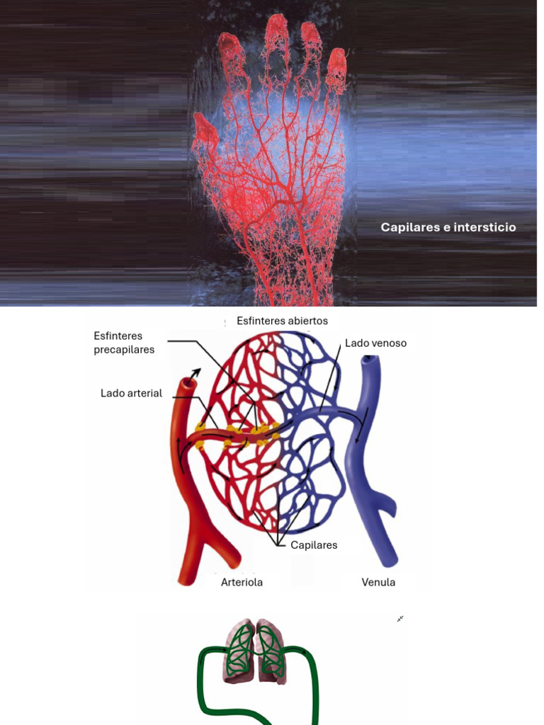 Capilares e Intersticio | PDF | Capilar | Anatomia animal