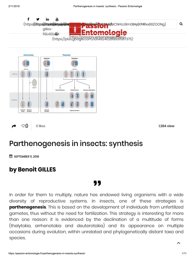 Insect Parthenogenesis Explained | PDF | Ploidy | Hymenoptera