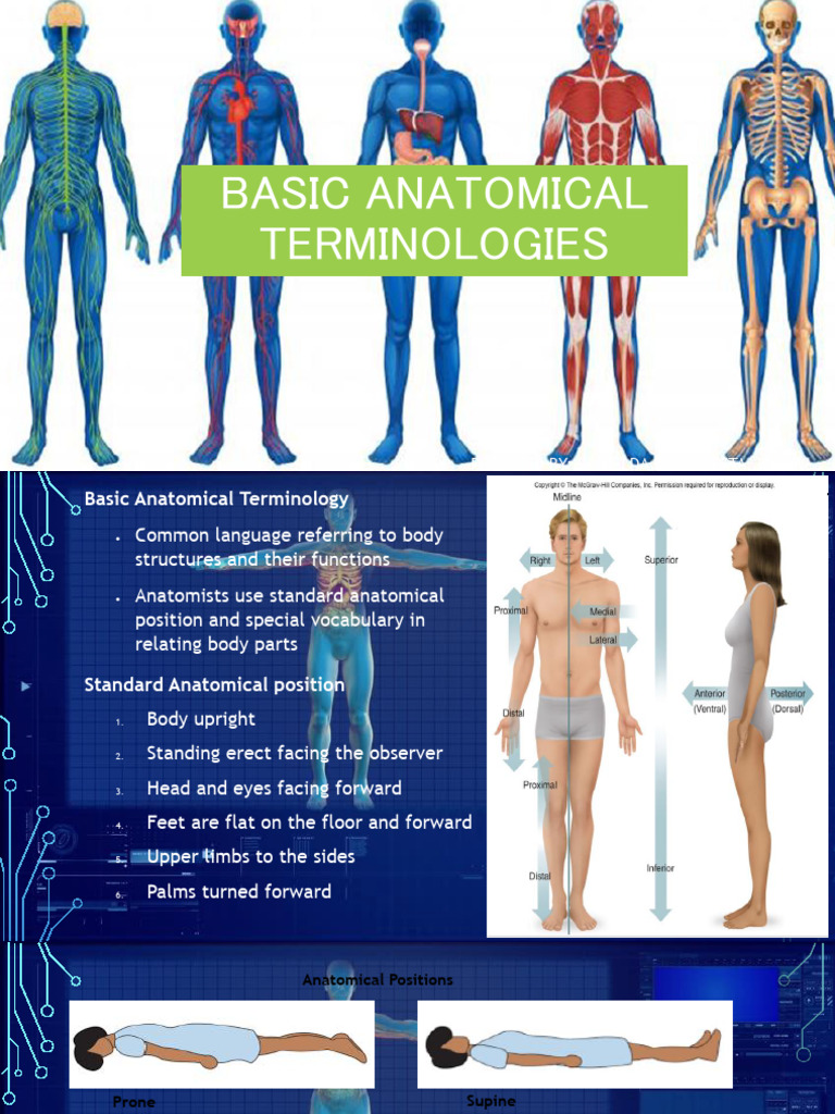 Introduction To The Human Body | PDF | Anatomical Terms Of Location ...