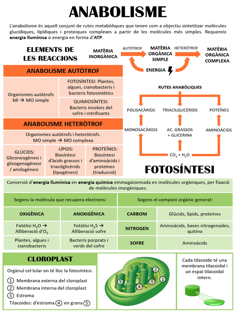 DOSSIER - UD - 3 - ANABOLISME - AUTOTROF (Mar) | PDF