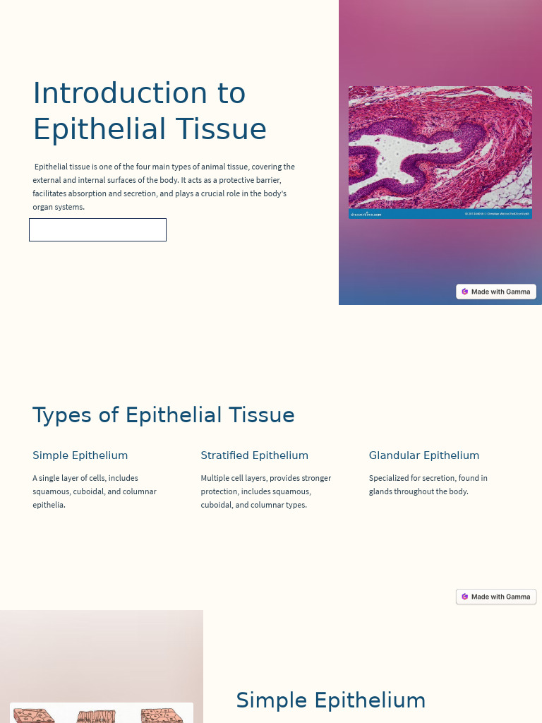 Epithelial Tissue | PDF | Epithelium | Biology