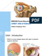 Orbit and Eyeball: BMES208 Human Musculoskeletal System