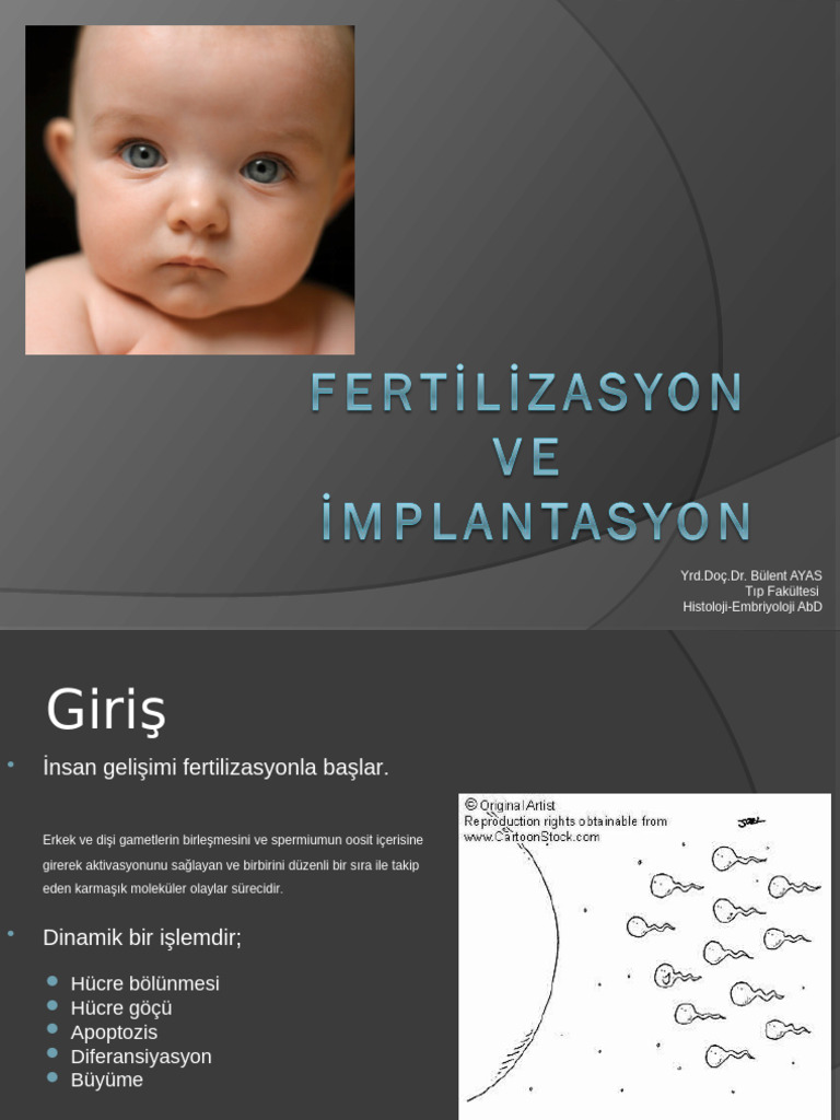 Embriyoloji I | PDF