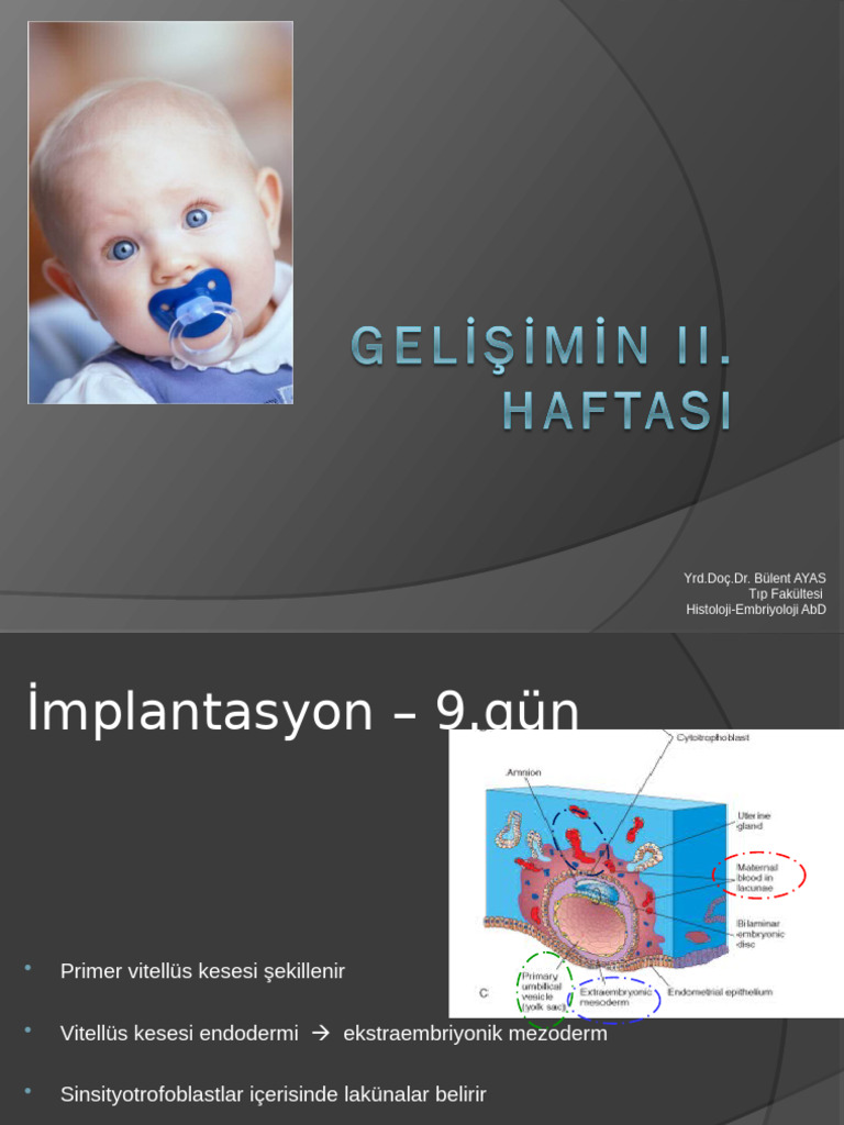 Embriyoloji II | PDF