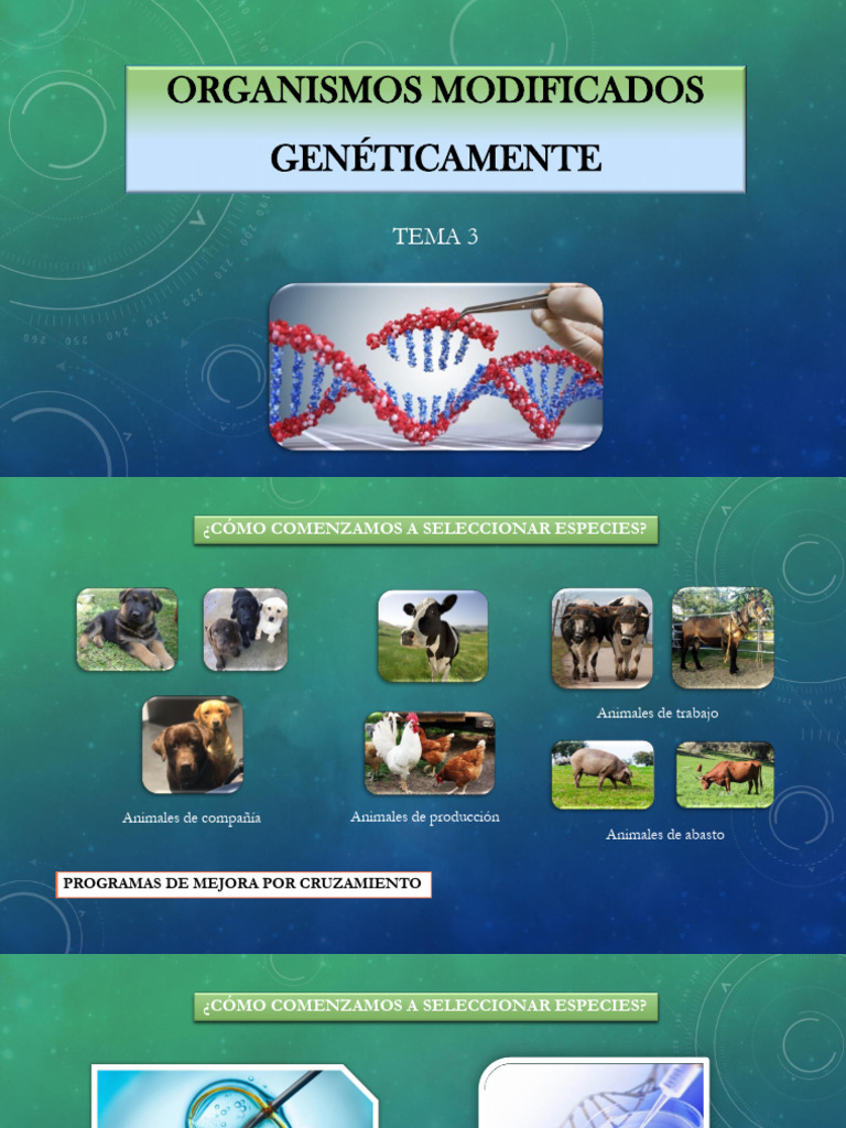Tema 3 organismos modificados gen ticamente pdf transgen gene