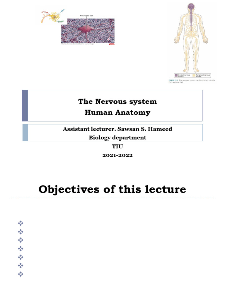 Overview of the Nervous System Anatomy | PDF | Neuron | Axon