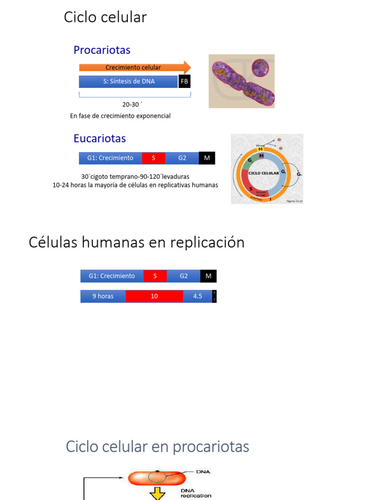 Ciclo Celular: Regulación y Fases | PDF | Replicación De Adn ...